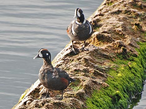 Harlequin Duck (Histrionicus histrionicus)