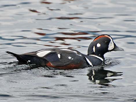 Harlequin Duck (Histrionicus histrionicus)