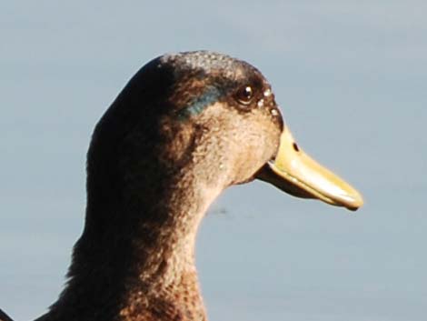 American Black Duck