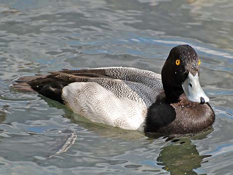 Lesser Scaup (Aythya affinis)