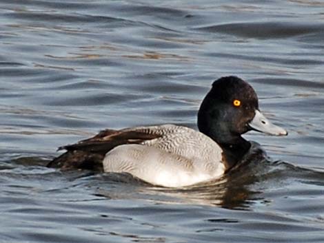 Lesser Scaup (Aythya affinis)