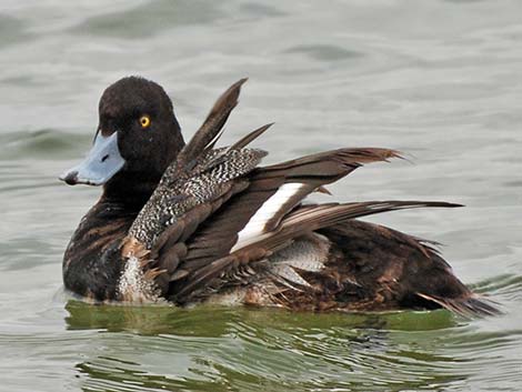 Lesser Scaup (Aythya affinis)