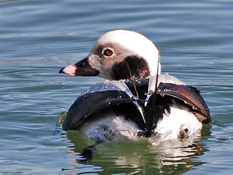 Long-tailed Duck (Clangula hyemalis)