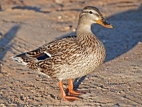 Mallard (Anas platyrhynchos)