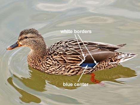 Mallard (Anas platyrhynchos)