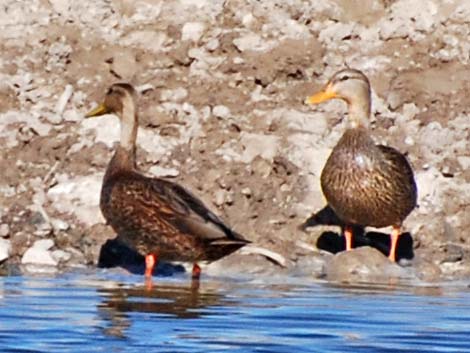 Mexican Duck (Anas diazi)