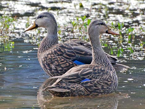 Mottled Duck (Anas fulvigula)