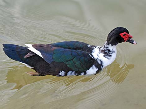 Muscovy Duck (Cairina moschata)