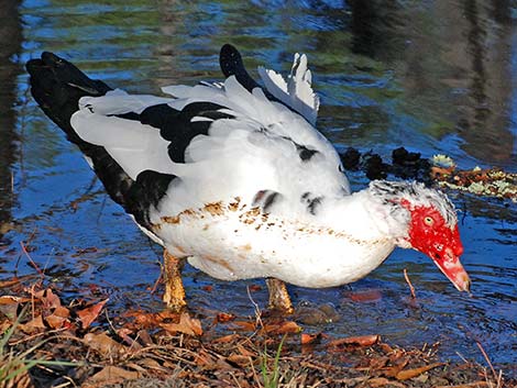 Muscovy Duck (Cairina moschata)