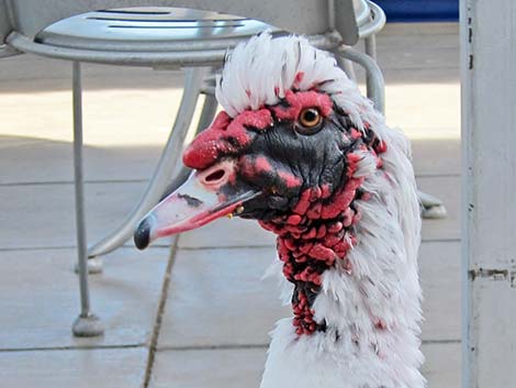 Muscovy Duck (Cairina moschata)