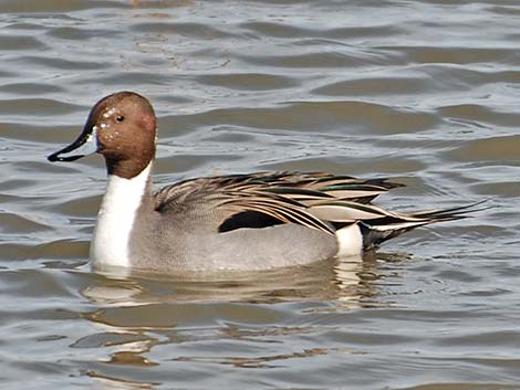 Northern Pintail (Anas acuta)