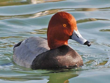 Redhead (Aythya americana)