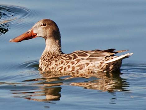 Northern Shoveler (Anas clypeata)