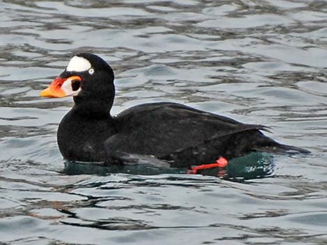 Surf Scoter (Melanitta perspicillata)