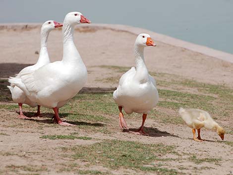 Barnyard Geese (Anser domesticus)