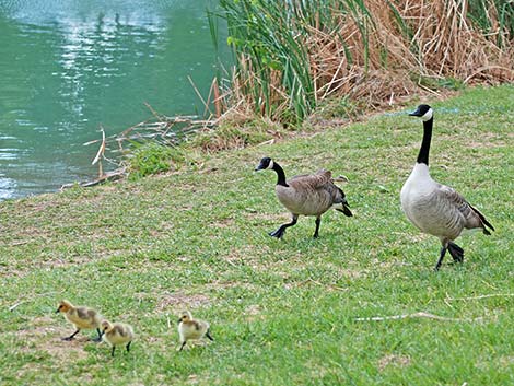 Canada Goose (Branta canadensis)