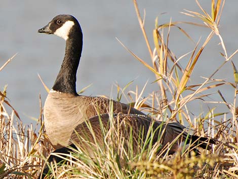 Cackling Goose (Branta hutchinsii)