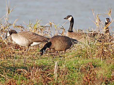 Cackling Goose (Branta hutchinsii)