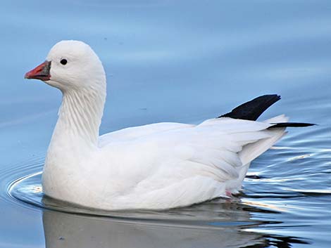 Ross' Goose (Chen rossii)