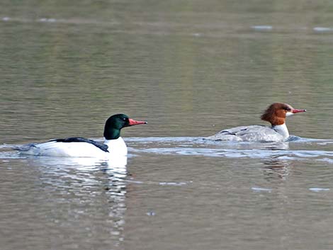 Common Merganser (Mergus merganser)