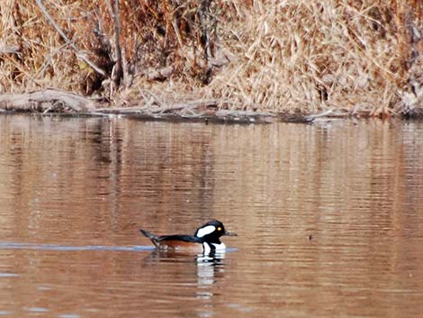 Hooded Merganser (Lophodytes cucullatus)