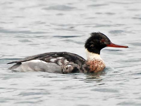 Red-breasted Merganser (Mergus serrator)