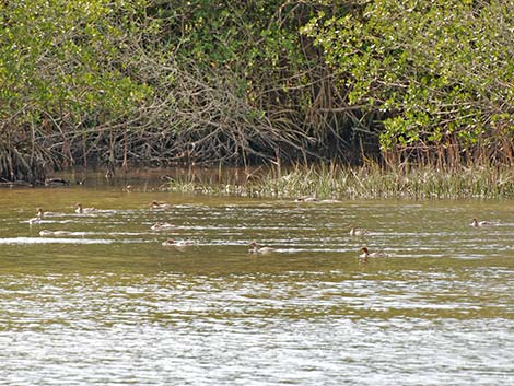 Red-breasted Merganser (Mergus serrator)