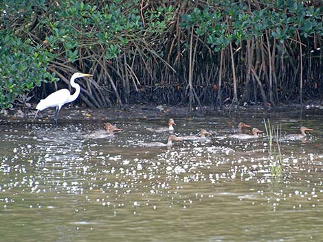 Red-breasted Merganser (Mergus serrator)