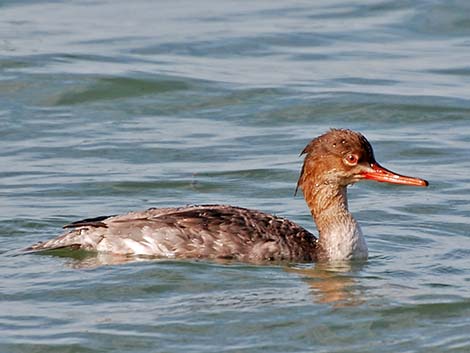 Red-breasted Merganser (Mergus serrator)