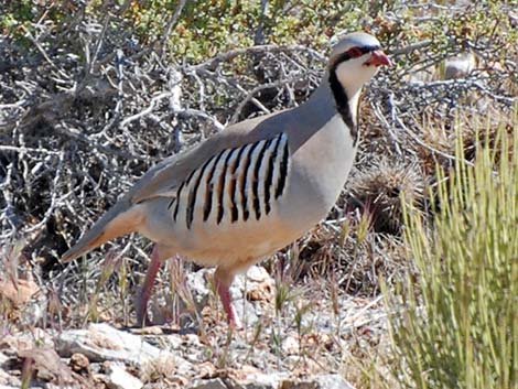 Chukar (Alectoris chukar)