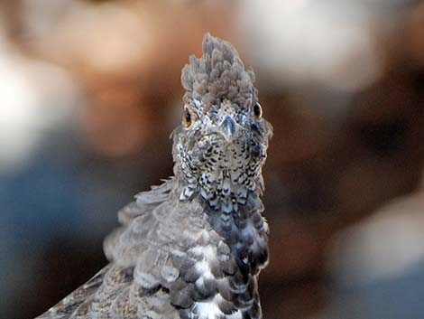 Dusky Grouse (Dendragapus obscurus)