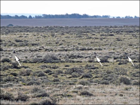 Gunnison Sage-Grouse (Centrocercus minimus)