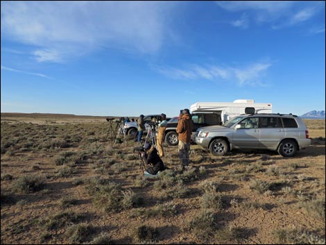 Gunnison Sage-Grouse (Centrocercus minimus)