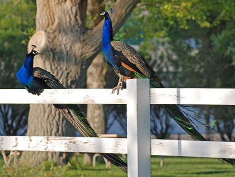 Indian Peafowl (Pavo cristatus)