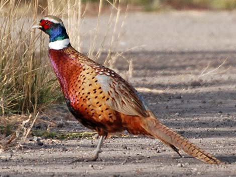 Ring-necked Pheasant