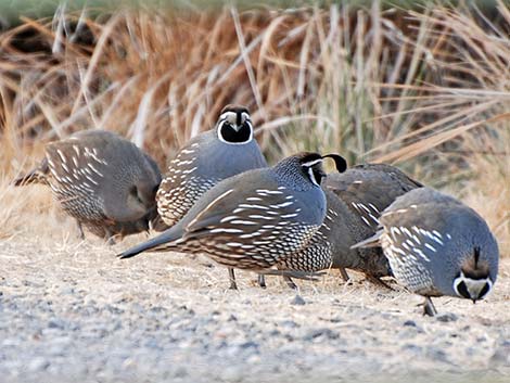 California Quail (Callipepla californica)