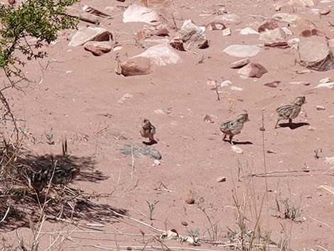 Gambel's Quail (Callipepla gambelii)