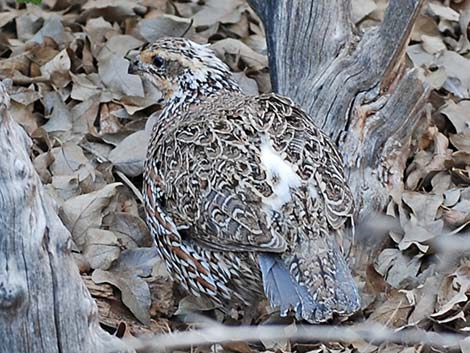 Masked Bobwhite (Colinus virginianus ridgwayi)