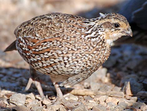 Masked Bobwhite (Colinus virginianus ridgwayi)