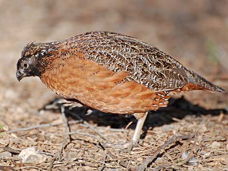 Masked Bobwhite (Colinus virginianus ridgwayi)