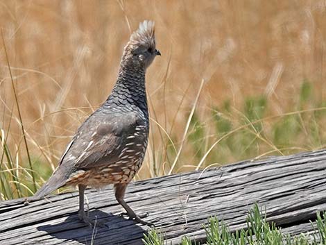 Scaled Quail (Callipepla squamata)