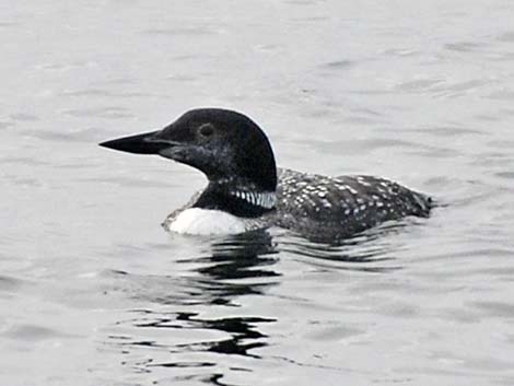 Gaviiformes - Loons