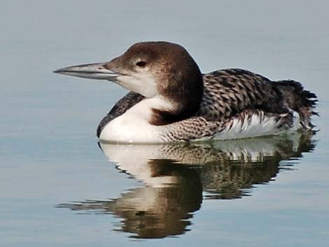 Common Loon (Gavia immer)