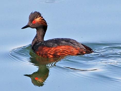 Eared Grebe (Podiceps nigricollis)