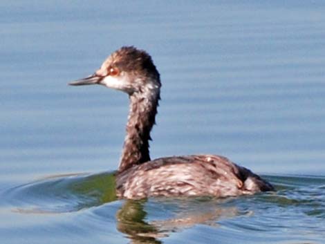 Eared Grebe (Podiceps nigricollis)