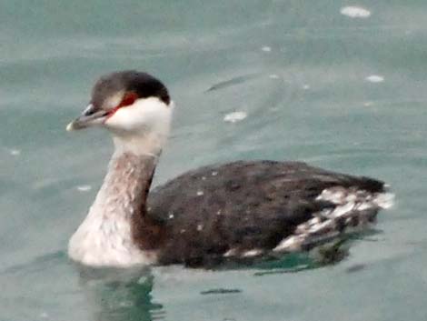 Horned Grebe (Podiceps auritus)