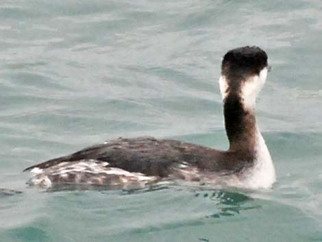 Horned Grebe (Podiceps auritus)