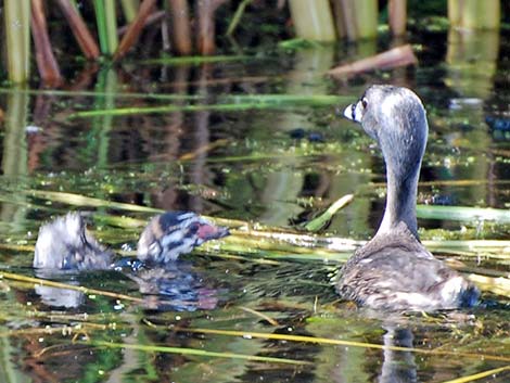 Pied-billed Grebe (Podilymbus podiceps)