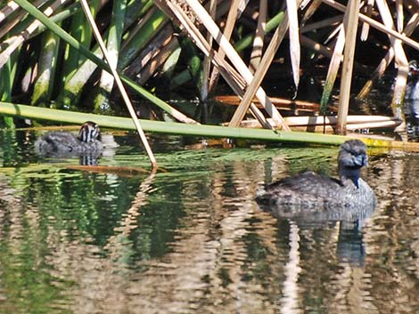 Pied-billed Grebe (Podilymbus podiceps)