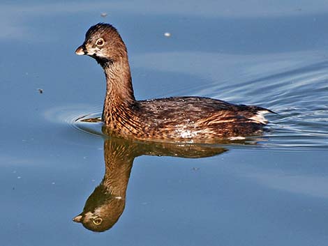 Pied-billed Grebe (Podilymbus podiceps)